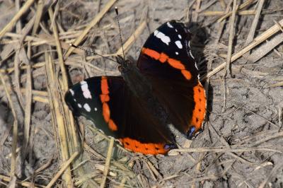 <i>Vanessa atalanta</i>