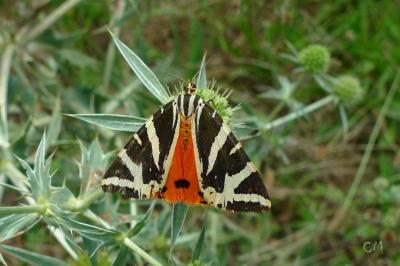<i>Euplagia quadripunctaria</i>