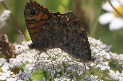 <i>Lasiommata megera</i>