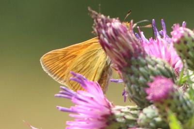 <i>Ochlodes sylvanus</i>