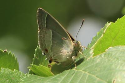 <i>Quercusia quercus</i>