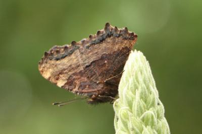 <i>Nymphalis polychloros</i>