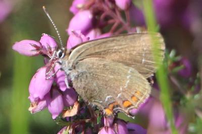 <i>Satyrium ilicis</i>