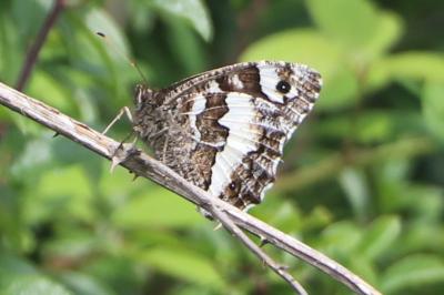 <i>Brintesia circe</i>