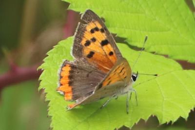 <i>Lycaena phlaeas</i>