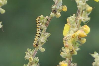 <i>Cucullia verbasci</i>