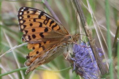<i>Speyeria aglaja</i>