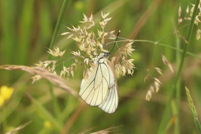 Pieridae