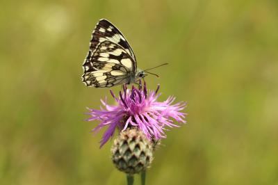 <i>Melanargia galathea</i>