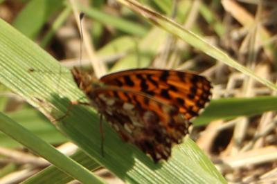 <i>Boloria dia</i>