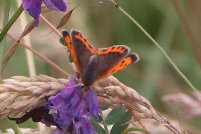 <i>Lycaena phlaeas</i>
