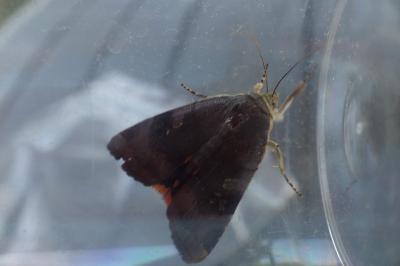 <i>Noctua</i>