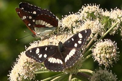 <i>Limenitis reducta</i>