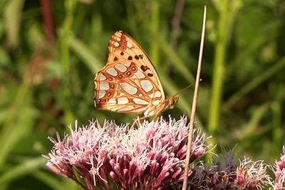 <i>Issoria lathonia</i>