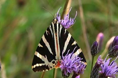 <i>Euplagia quadripunctaria</i>