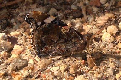 <i>Vanessa atalanta</i>