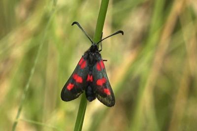 <i>Zygaena trifolii</i>