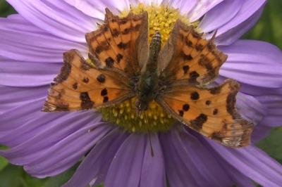 <i>Polygonia c-album</i>