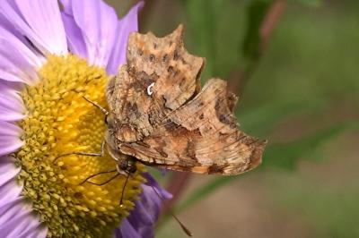 <i>Polygonia c-album</i>