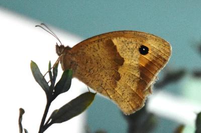 <i>Maniola jurtina</i>