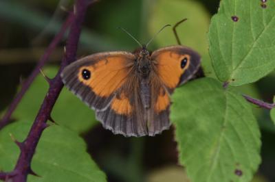 <i>Pyronia tithonus</i>