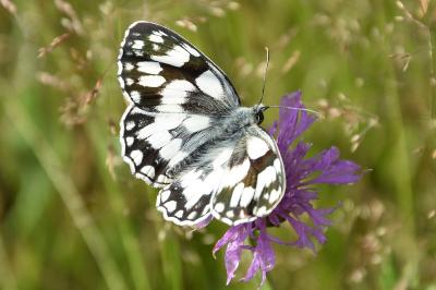 <i>Melanargia galathea</i>