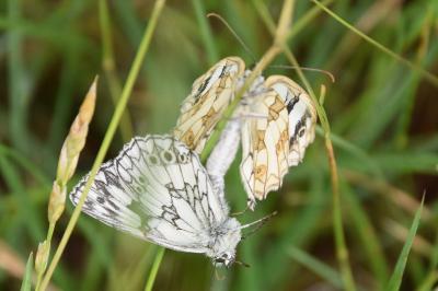 <i>Melanargia galathea</i>