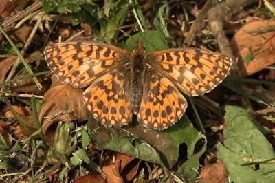 <i>Boloria dia</i>