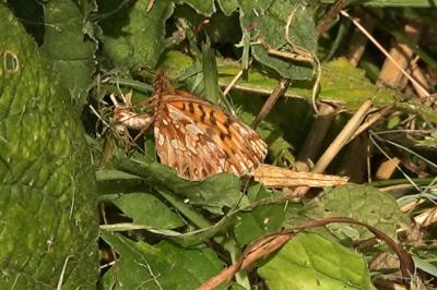 <i>Boloria dia</i>