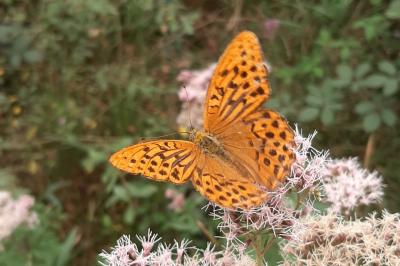 <i>Argynnis paphia</i>
