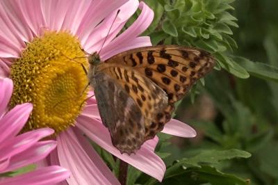 <i>Argynnis paphia</i>