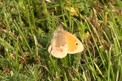 <i>Coenonympha pamphilus</i>