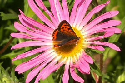 <i>Lycaena phlaeas</i>