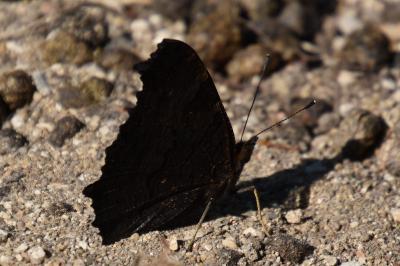 <i>Aglais io</i>