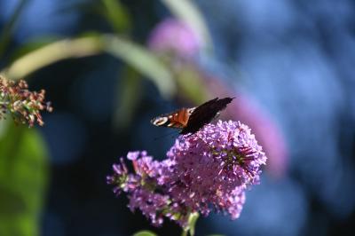 <i>Aglais io</i>