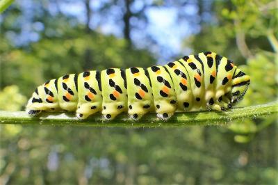 <i>Papilio machaon</i>