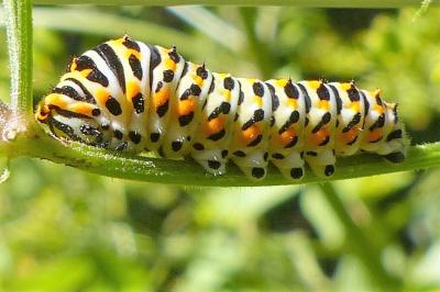 <i>Papilio machaon</i>