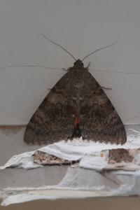 <i>Catocala elocata</i>