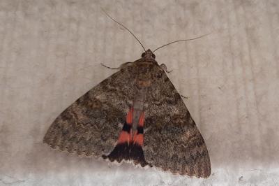 <i>Catocala elocata</i>