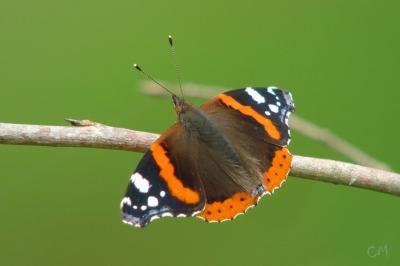 <i>Vanessa atalanta</i>