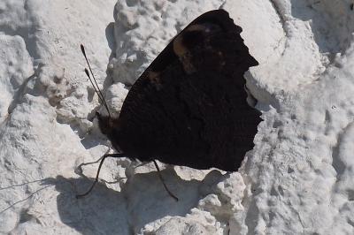 <i>Aglais io</i>