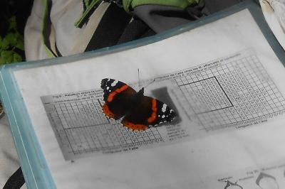 <i>Vanessa atalanta</i>