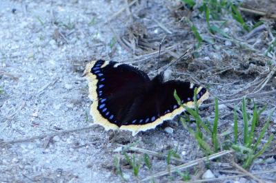 Nymphalis antiopa
