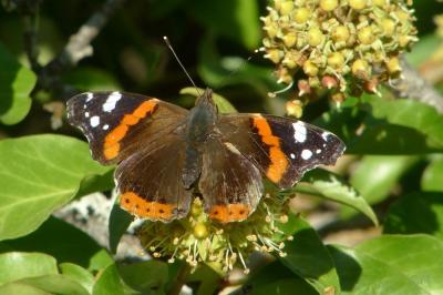 Vanessa atalanta