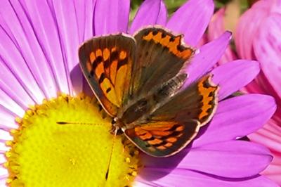 <i>Lycaena phlaeas</i>