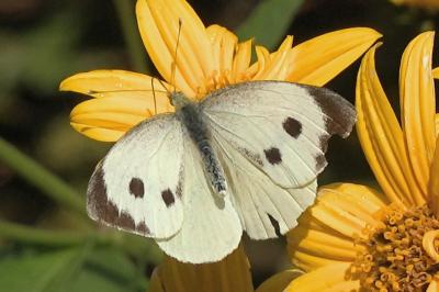 <i>Pieris brassicae</i>