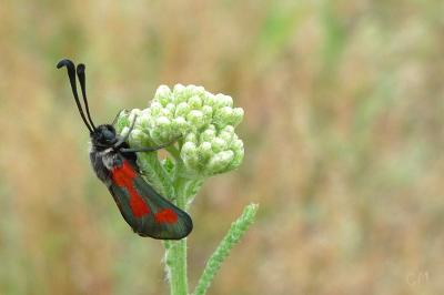 <i>Zygaena sarpedon</i>