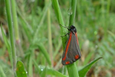 <i>Tyria jacobaeae</i>