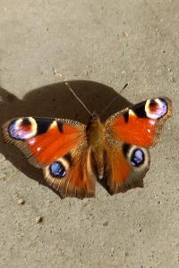<i>Aglais io</i>