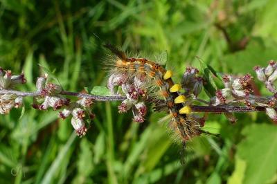<i>Orgyia antiqua</i>
